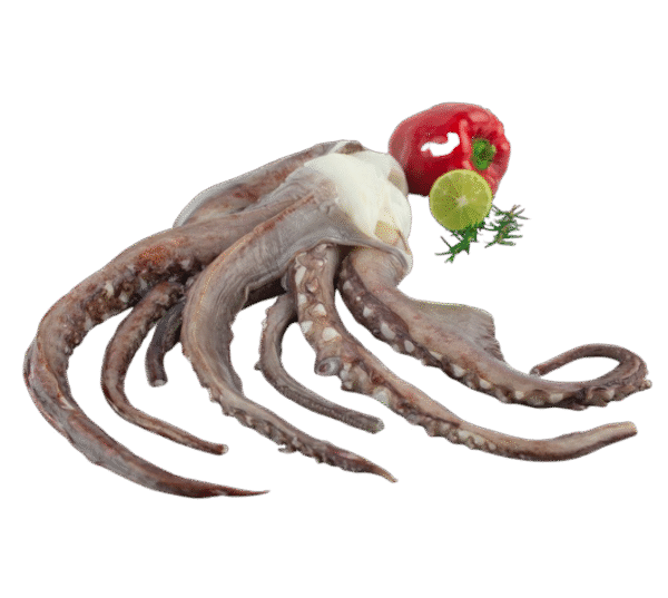 Giant Squid Tentacles (Chinese)