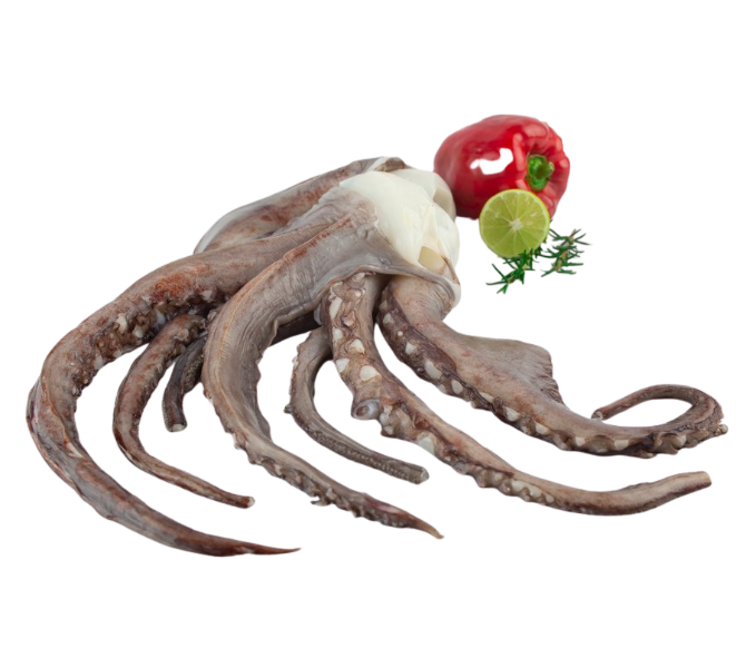 Frozen Giant Squid Tentacles