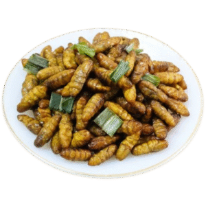 Silk Worm