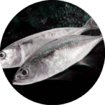 circular_fish_image